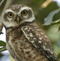 How the spotted owl can save us